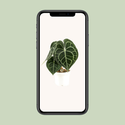 Anthurium Clarinervium – Pflegeleichte Tropische Zimmerpflanze Ø12cm