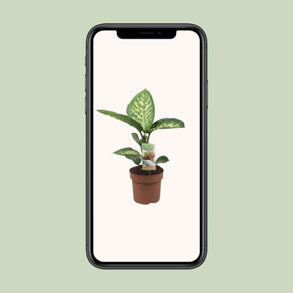 Dieffenbachia Tropic Snow – Pflegeleichte Zimmerpflanze Ø17cm