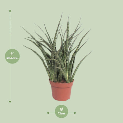 Bogenhanf Fernwood Punk – Pflegeleichter Luftreiniger Ø12cm