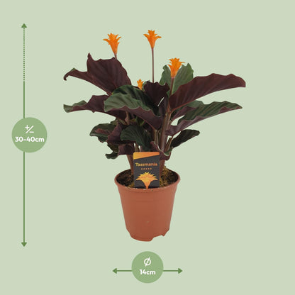 Calathea Crocata – Bunte, pflegeleichte Zimmerpflanze Ø14cm