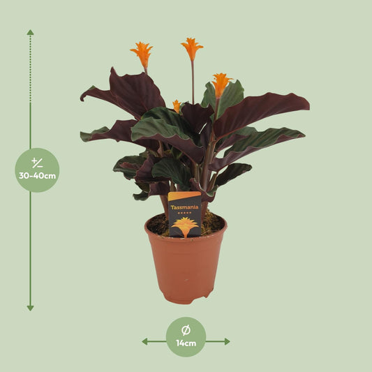 Calathea Crocata – Bunte, pflegeleichte Zimmerpflanze Ø14cm