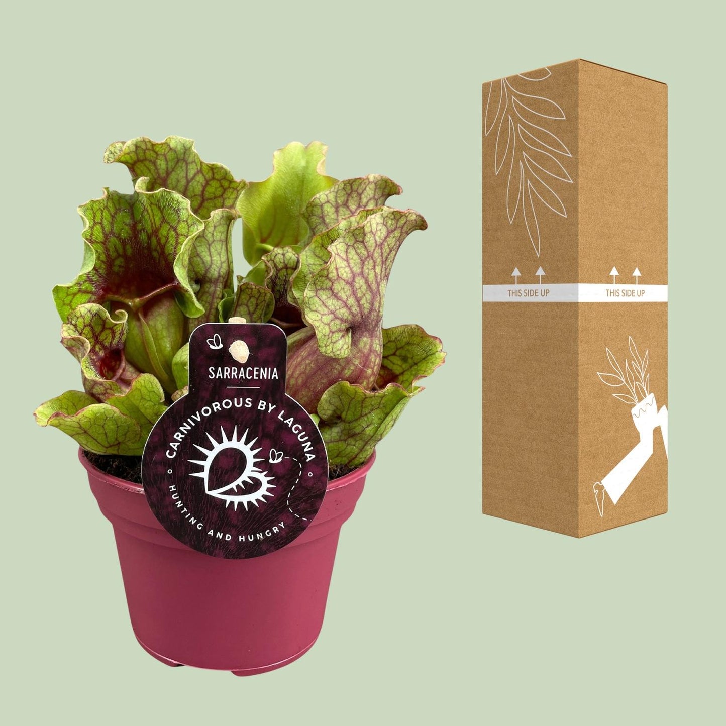 Sarracenia – Exotische Schlauchpflanze Ø12 cm, 20 cm hoch