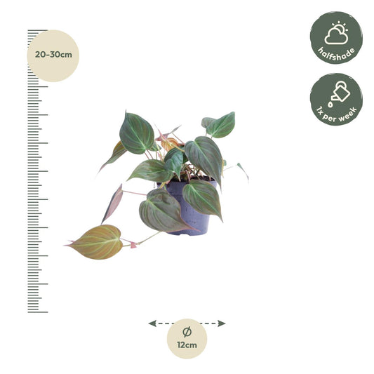 Philodendron scandens 'Micans' – pflegeleichte Zimmerpflanze 25 cm