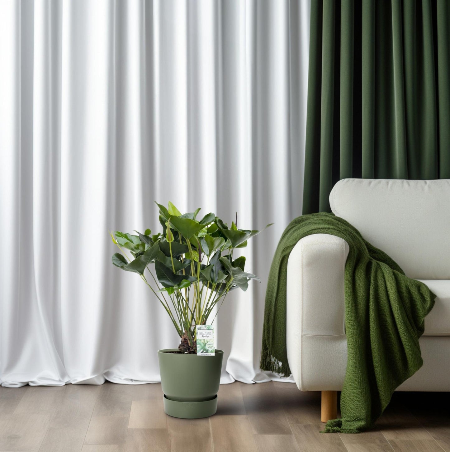 Anthurium Arrow – Tropische, luftreinigende Zimmerpflanze Ø30cm