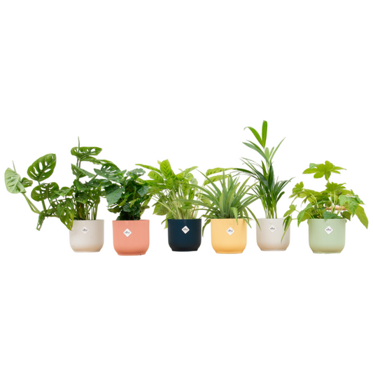 Überraschungsbox – 6 pflegeleichte Zimmerpflanzen mit elho Vibes Fold Round Ø14