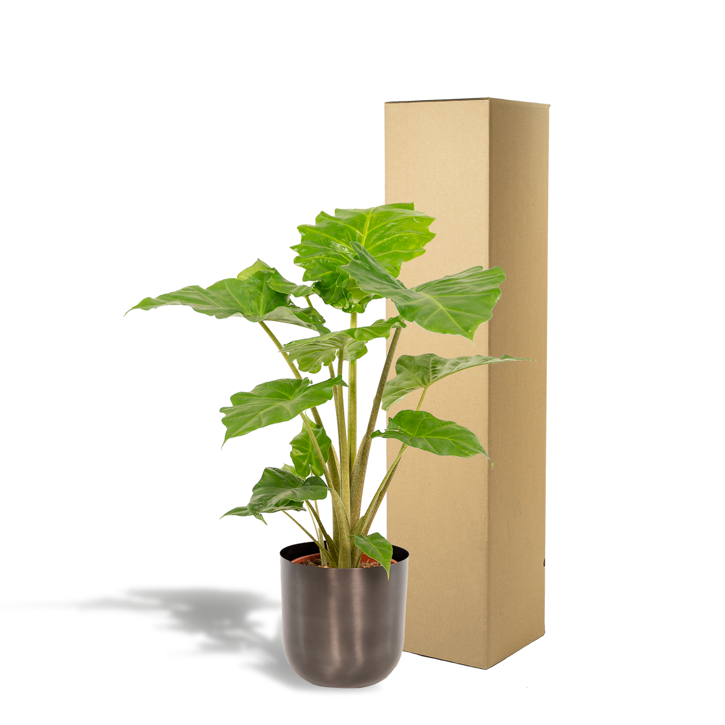 Alocasia Portodora Ø21cm – Elefantenohr mit Topf Mayk Lead