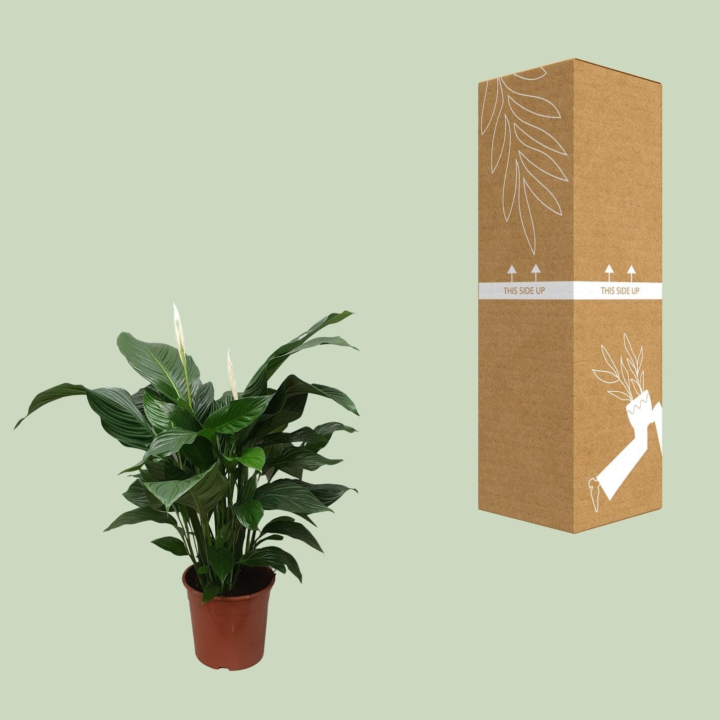 Spathiphyllum Sweet Silvana – Pflegeleichte Friedenslilie Ø24cm