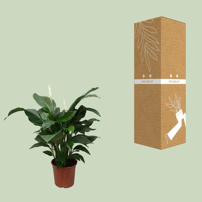 Spathiphyllum Sweet Silvana – Pflegeleichte Friedenslilie Ø24cm
