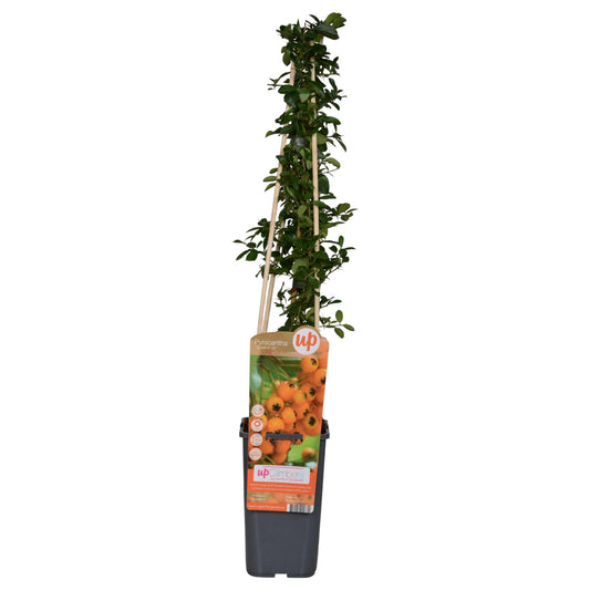 Pyracantha 'Soleil dOr' – Robuster Zierstrauch mit Beeren
