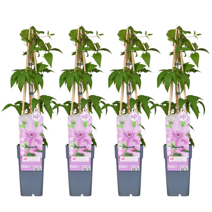4x Clematis Hagley Hybrid – Große rosa Blüten, Ø15cm, 65cm Höhe