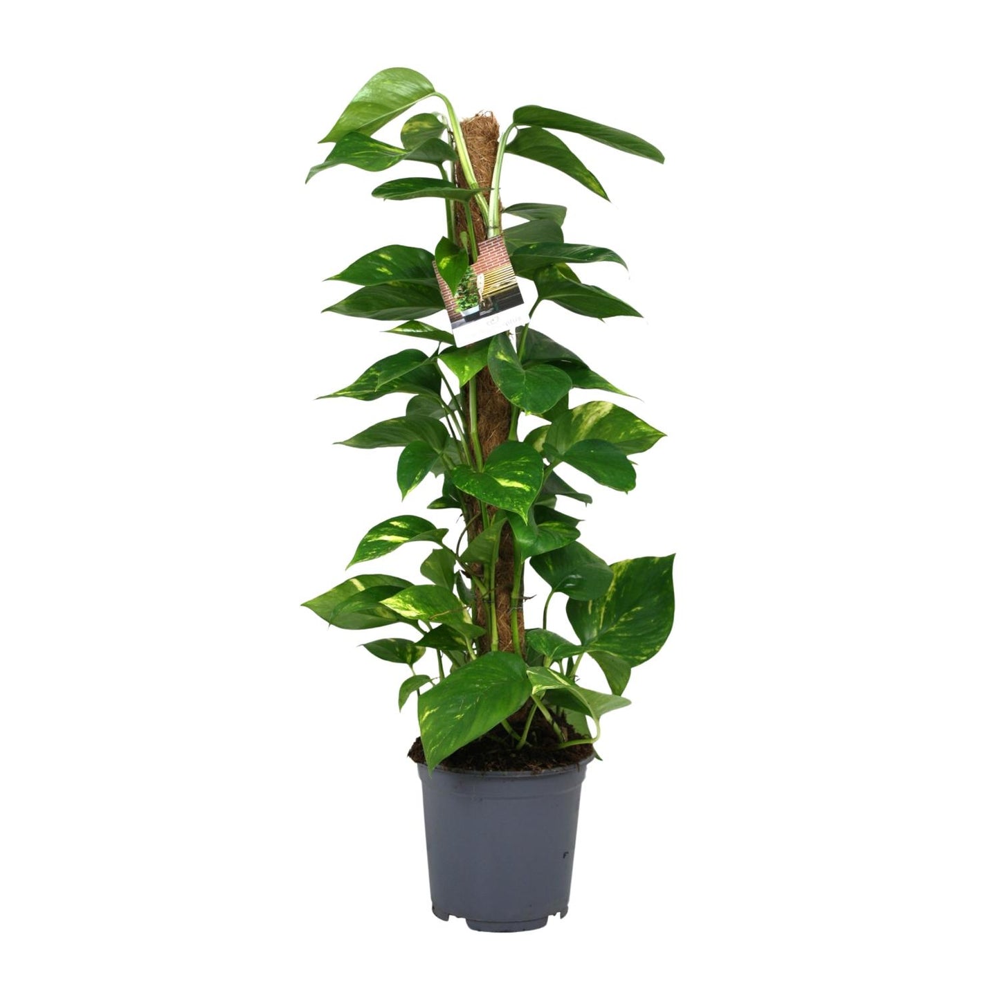 Efeutute (Scindapsus) – Pflegeleichte Zimmerpflanze 80 cm