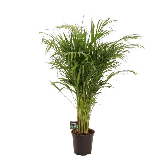 Dypsis Lutescens – Pflegeleichte Bambuspalme Ø21cm, 110cm hoch