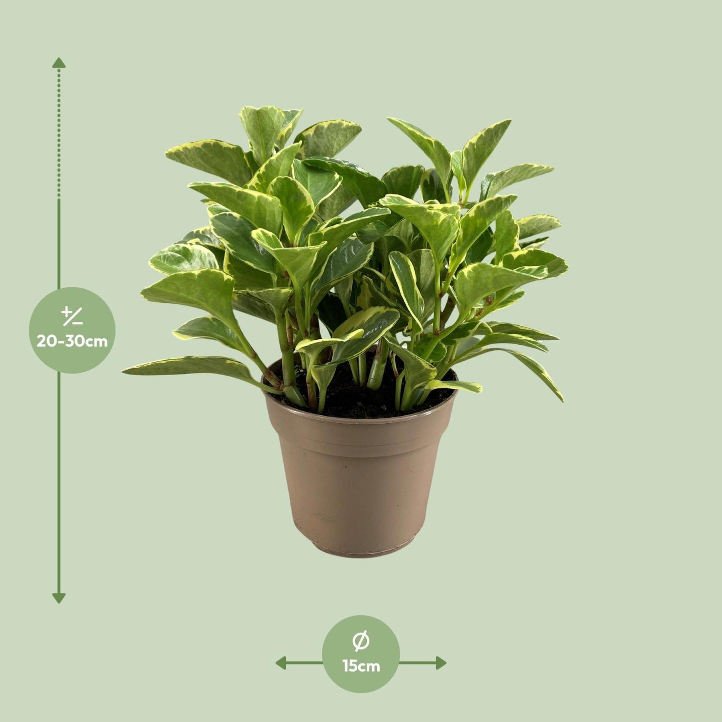 Peperomia Obtusifolia Variegata – Pflegeleichte Trendpflanze Ø15cm