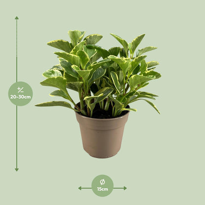 Peperomia Obtusifolia Variegata – Pflegeleichte Trendpflanze Ø15cm