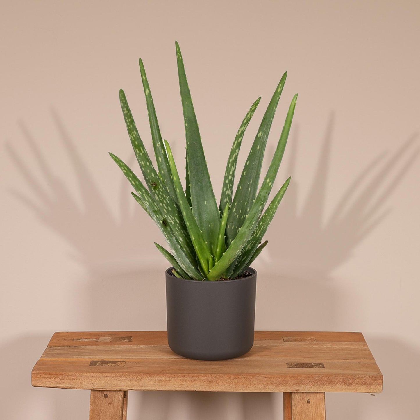 Aloe Vera Ø12cm – Pflegeleichte und luftreinigende Zimmerpflanze