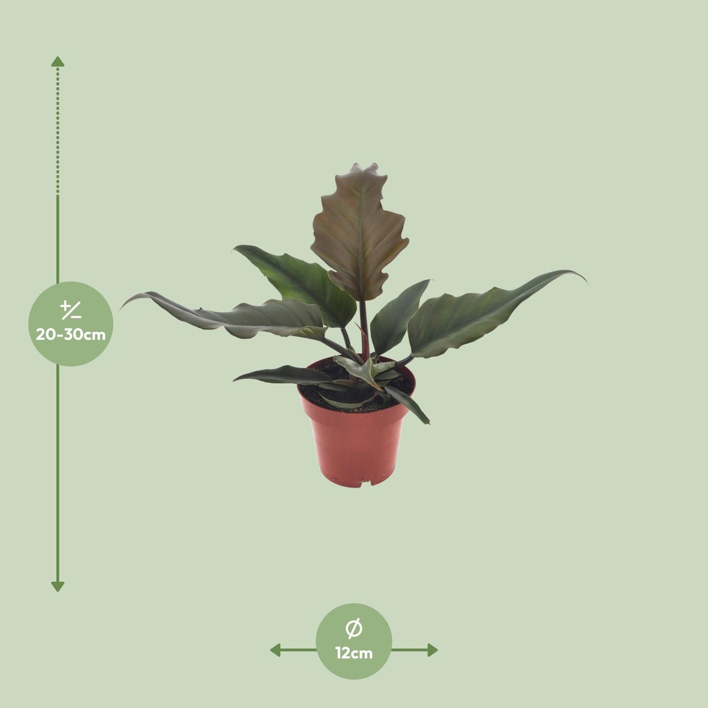 Philodendron Caramel – Pflegeleichte Zimmerpflanze Ø12cm