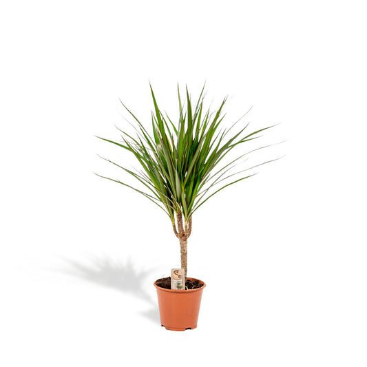 Dracaena Marginata – Pflegeleichter Drachenbaum Ø14cm