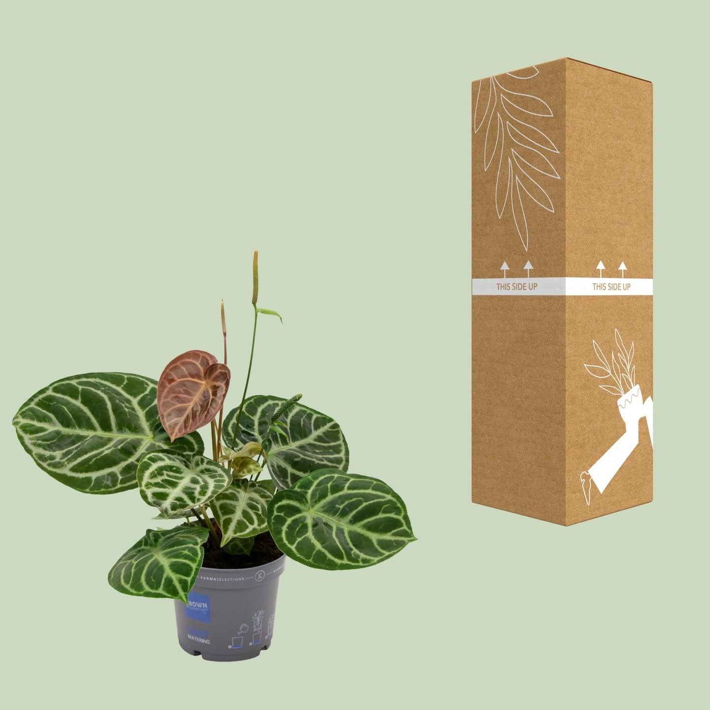Anthurium Crystal Hybride Compact Ø17cm, ca. 40cm hoch
