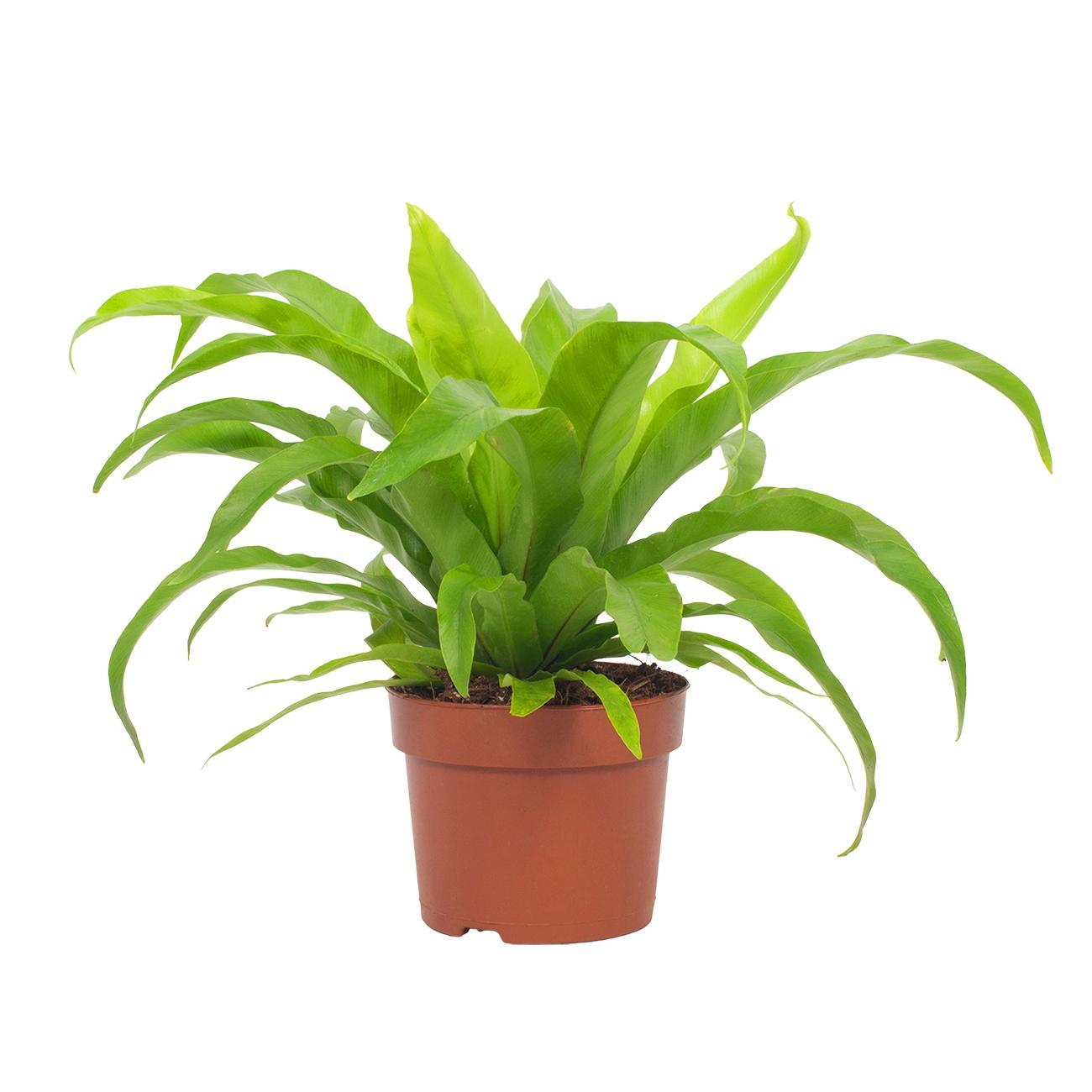 Streifenfarn 'Asplenium Antiquum' 12 cm – Pflegeleicht & Luftreinigend