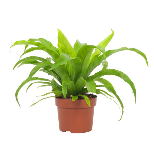 Streifenfarn 'Asplenium Antiquum' 12 cm – Pflegeleicht & Luftreinigend