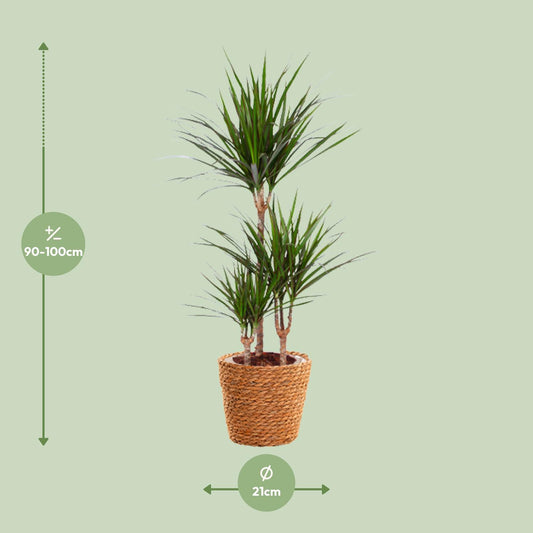 Dracaena Marginata – Pflegeleichter Drachenbaum Ø21cm, 95cm hoch