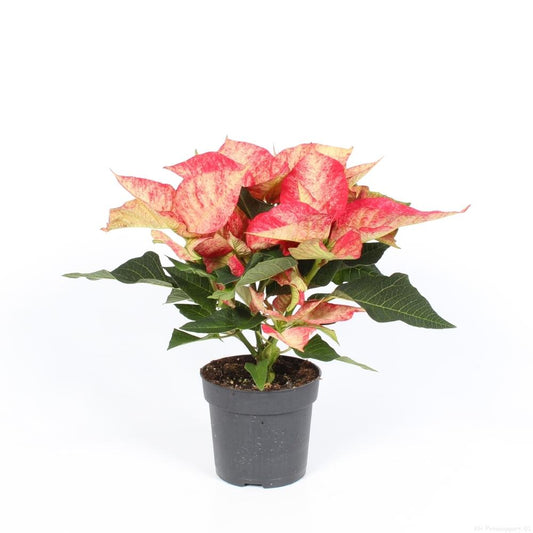 Euphorbia 'Premium Picasso' – Pflegeleichte Trendpflanze Ø10,5cm