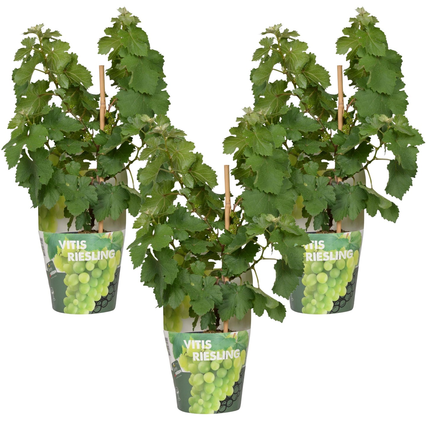 3x Vitis Pixie 'Riesling' – Zwergtraube im 30cm Topf