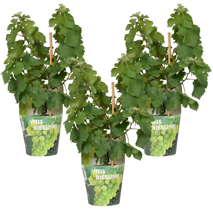 3x Vitis Pixie 'Riesling' – Zwergtraube im 30cm Topf
