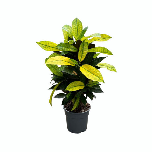 Croton Mrs. Iceton – Pflegeleichte, farbenfrohe Zimmerpflanze Ø17cm