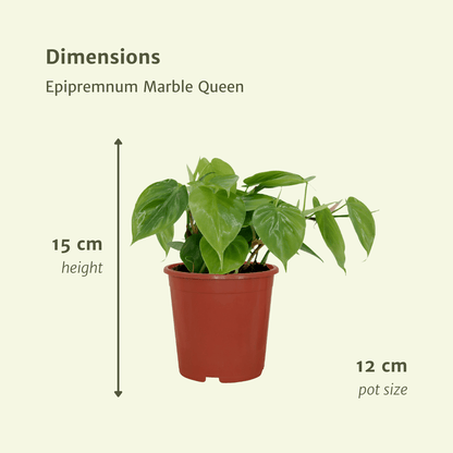 2x Philodendron Scandens – Pflegeleichte Hängepflanze ø12cm