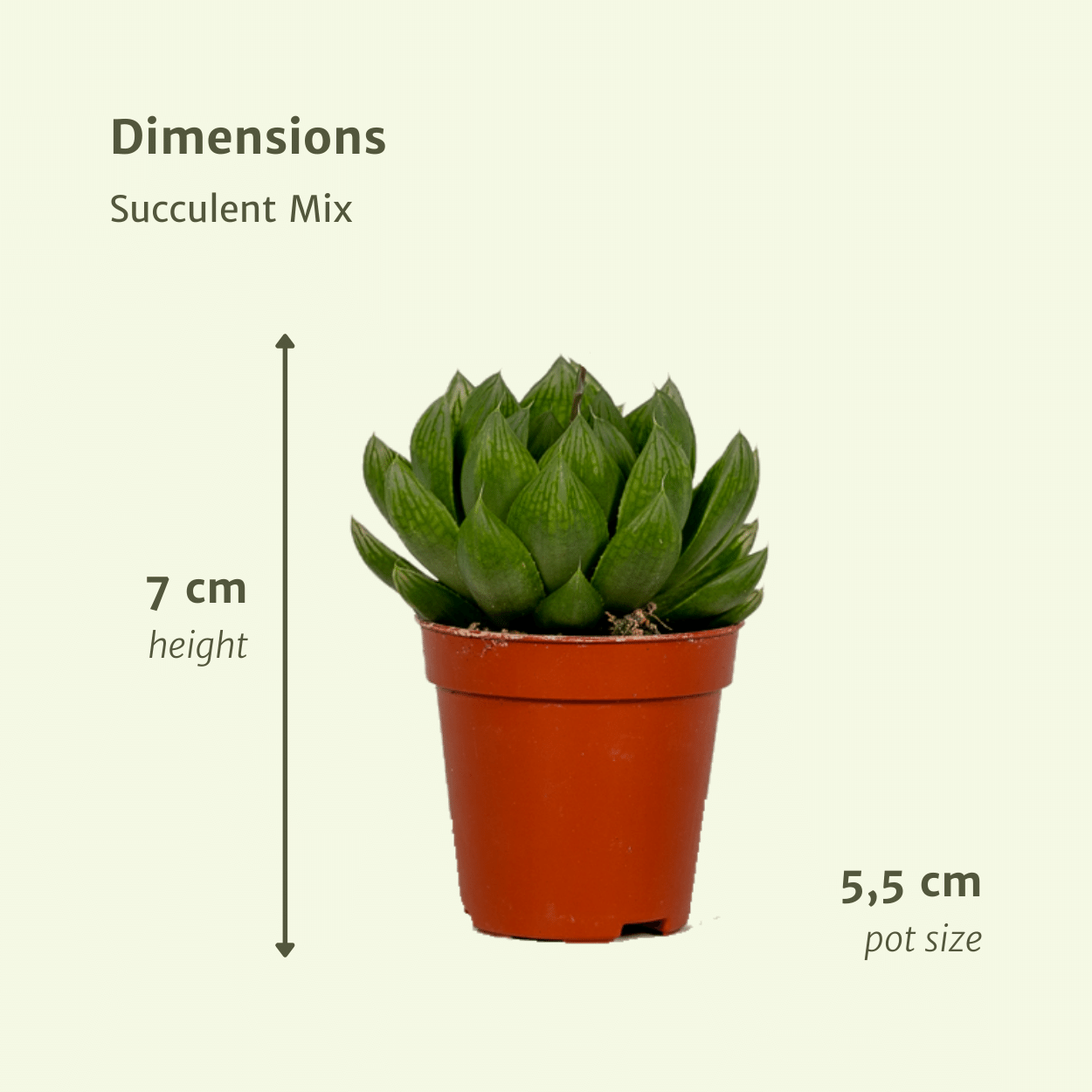 Sukkulenten Mix – 10 pflegeleichte Zimmerpflanzen Ø 5,5-7 cm
