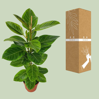 Ficus Benghalensis Roy Ø21cm – Pflegeleichte Zimmerpflanze