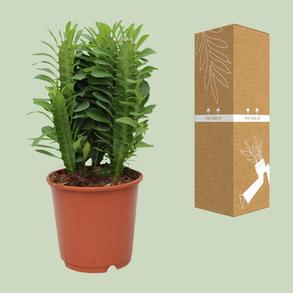 Afrikanischer Milchbaum – Pflegeleichte Sukkulente Ø12cm, 40cm