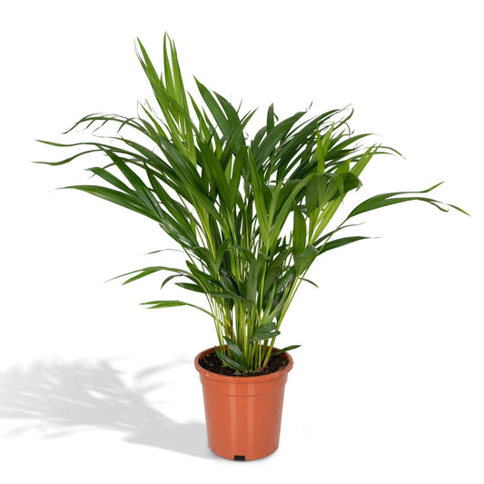 Dypsis Lutescens (Areca-Palme) Ø17cm, ca. 60cm hoch