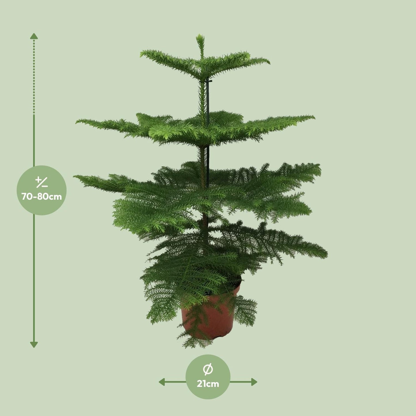 Araucaria Heterophylla – Majestätische, pflegeleichte Zimmerpflanze Ø21cm