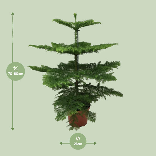 Araucaria Heterophylla – Majestätische, pflegeleichte Zimmerpflanze Ø21cm