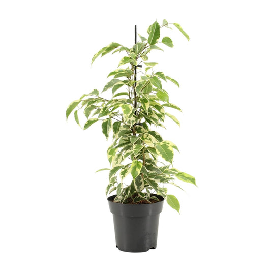Ficus Benjamina Samantha – Pflegeleichte Zimmerpflanze Ø14cm
