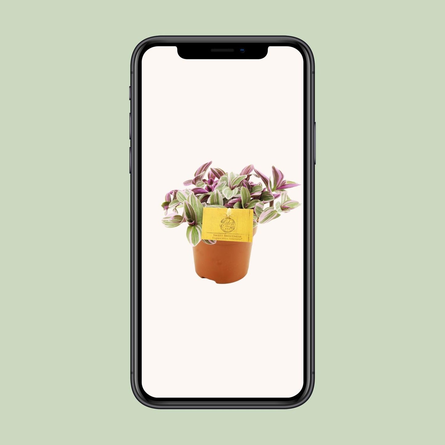 Dreimasterblume 'Sweetness' – Pflegeleichte Zimmerpflanze Ø10,5cm