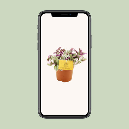 Dreimasterblume 'Sweetness' – Pflegeleichte Zimmerpflanze Ø10,5cm