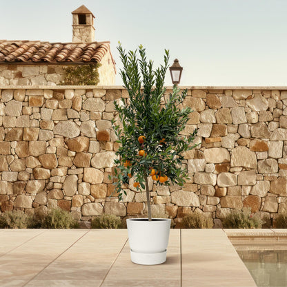 Citrus Mandarino – 200 cm – Ø 40 cm – Duftender Zitrusbaum