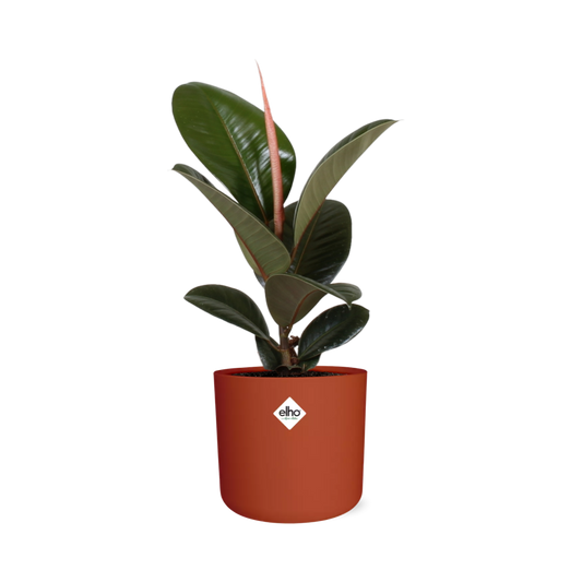Ficus Elastica ‘Robusta’ – pflegeleichte Zimmerpflanze im ELHO Topf
