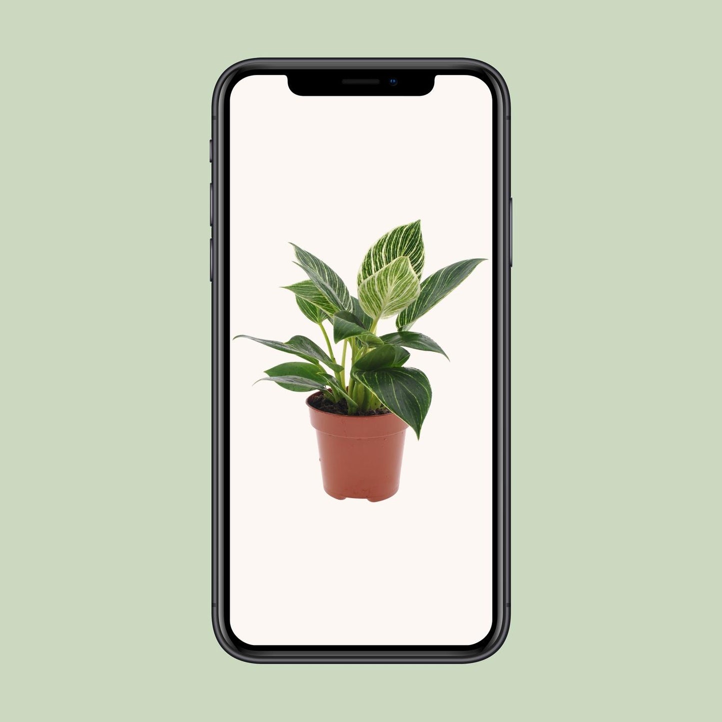 Philodendron White Wave – Pflegeleichte Zimmerpflanze Ø12cm