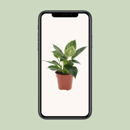 Philodendron White Wave – Pflegeleichte Zimmerpflanze Ø12cm