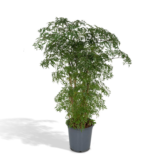 Polyscias Fruticosa (Aralia) – pflegeleichte Zimmerpflanze Ø21cm