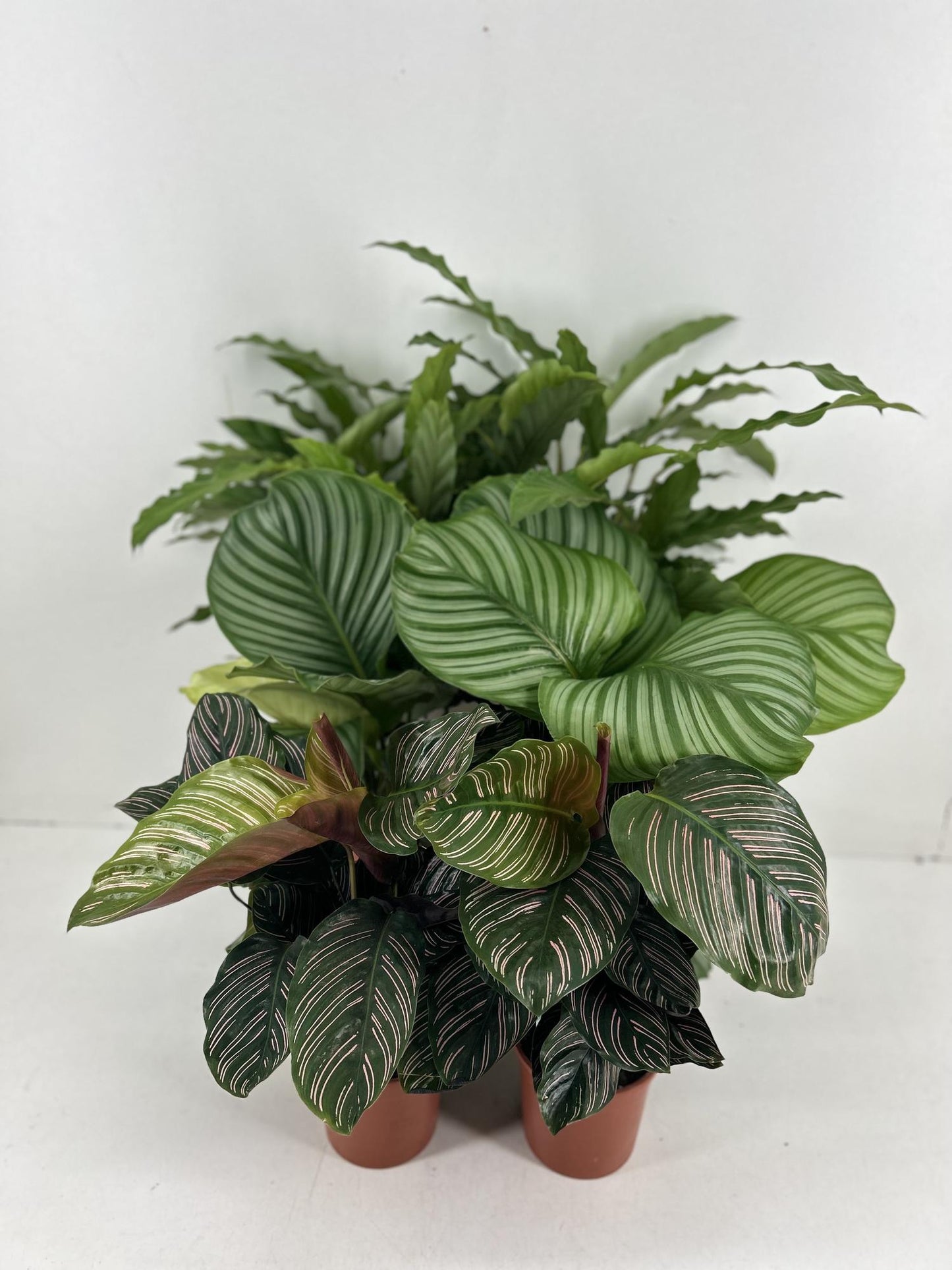 Calathea Mix – Tropische pflegeleichte Zimmerpflanze 14 cm