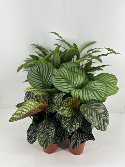 Calathea Mix – Tropische pflegeleichte Zimmerpflanze 14 cm