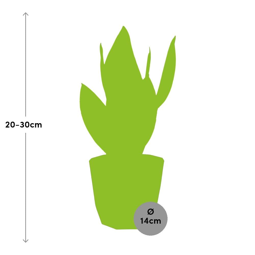 Sansevieria Futura Superba – Pflegeleichte Schwiegermutterzunge 14cm