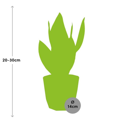 Sansevieria Futura Superba – Pflegeleichte Schwiegermutterzunge 14cm