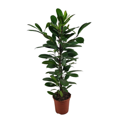 Ficus Cyathistipula – Pflegeleichte, luftreinigende Zimmerpflanze Ø21cm