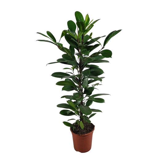 Ficus Cyathistipula – Pflegeleichte, luftreinigende Zimmerpflanze Ø21cm
